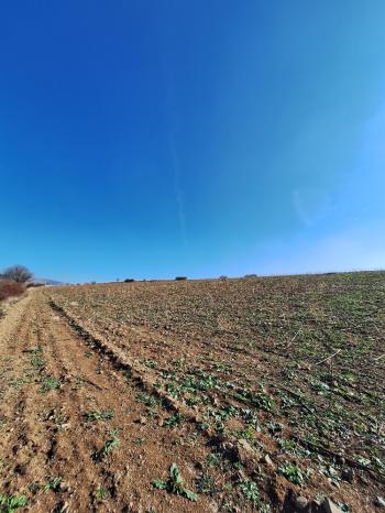 GÜVENAY - ÇORUM BÜĞET KÖYÜ YATIRIMLIK 11,085 M2 SATILIK TARLA