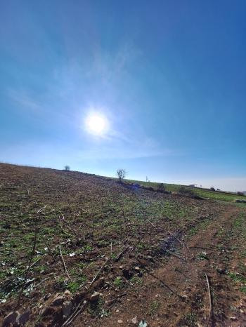 GÜVENAY - ÇORUM BÜĞET KÖYÜ YATIRIMLIK 11,085 M2 SATILIK TARLA