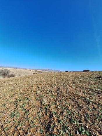 GÜVENAY - ÇORUM BÜĞET KÖYÜ YATIRIMLIK 11,085 M2 SATILIK TARLA