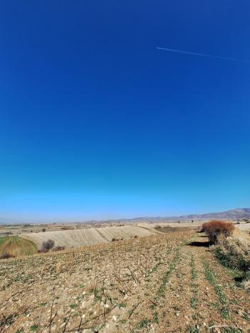 GÜVENAY - ÇORUM BÜĞET KÖYÜ YATIRIMLIK 11,085 M2 SATILIK TARLA