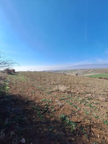 GÜVENAY - ÇORUM BÜĞET KÖYÜ YATIRIMLIK 11,085 M2 SATILIK TARLA