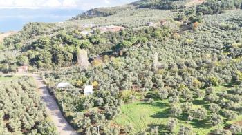 MUDANYA ALTINTAŞ 110 METRE RESMİ YOLU OLAN , DENİZ MANZARALI, BAĞ NİTELİĞİNDE, SATILIK 5.600 M2 ARAZİ