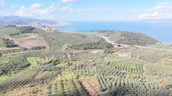 MUDANYA ALTINTAŞ 110 METRE RESMİ YOLU OLAN , DENİZ MANZARALI, BAĞ NİTELİĞİNDE, SATILIK 5.600 M2 ARAZİ