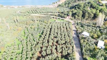 MUDANYA ALTINTAŞ 110 METRE RESMİ YOLU OLAN , DENİZ MANZARALI, BAĞ NİTELİĞİNDE, SATILIK 5.600 M2 ARAZİ