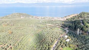 MUDANYA ALTINTAŞ 110 METRE RESMİ YOLU OLAN , DENİZ MANZARALI, BAĞ NİTELİĞİNDE, SATILIK 5.600 M2 ARAZİ