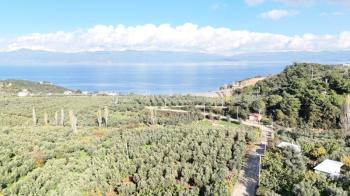 MUDANYA ALTINTAŞ 110 METRE RESMİ YOLU OLAN , DENİZ MANZARALI, BAĞ NİTELİĞİNDE, SATILIK 5.600 M2 ARAZİ