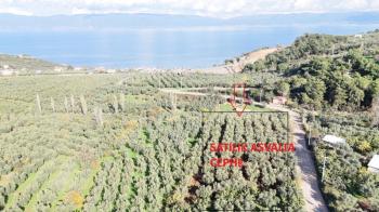 MUDANYA ALTINTAŞ 110 METRE RESMİ YOLU OLAN , DENİZ MANZARALI, BAĞ NİTELİĞİNDE, SATILIK 5.600 M2 ARAZİ