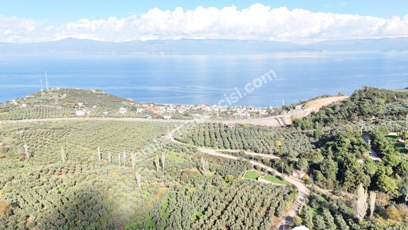 MUDANYA ALTINTAŞ 110 METRE RESMİ YOLU OLAN , DENİZ MANZARALI, BAĞ NİTELİĞİNDE, SATILIK 5.600 M2 ARAZİ