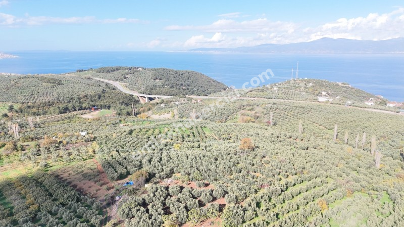 MUDANYA ALTINTAŞ 110 METRE RESMİ YOLU OLAN , DENİZ MANZARALI, BAĞ NİTELİĞİNDE, SATILIK 5.600 M2 ARAZİ
