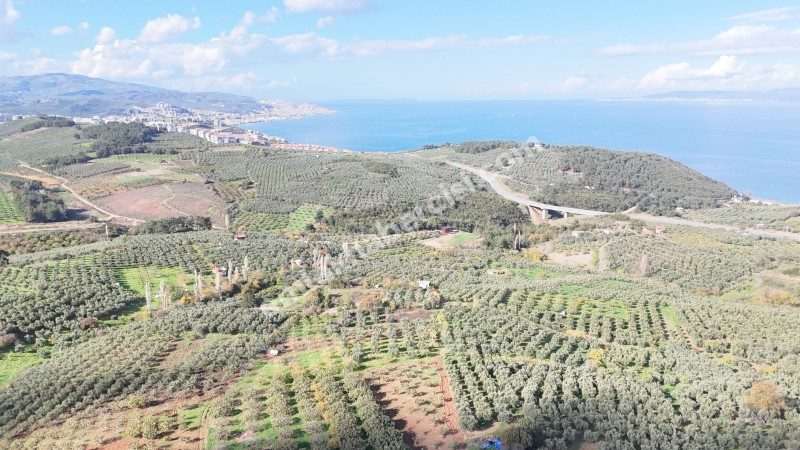 MUDANYA ALTINTAŞ 110 METRE RESMİ YOLU OLAN , DENİZ MANZARALI, BAĞ NİTELİĞİNDE, SATILIK 5.600 M2 ARAZİ