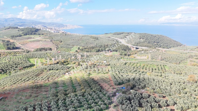 MUDANYA ALTINTAŞ 110 METRE RESMİ YOLU OLAN , DENİZ MANZARALI, BAĞ NİTELİĞİNDE, SATILIK 5.600 M2 ARAZİ