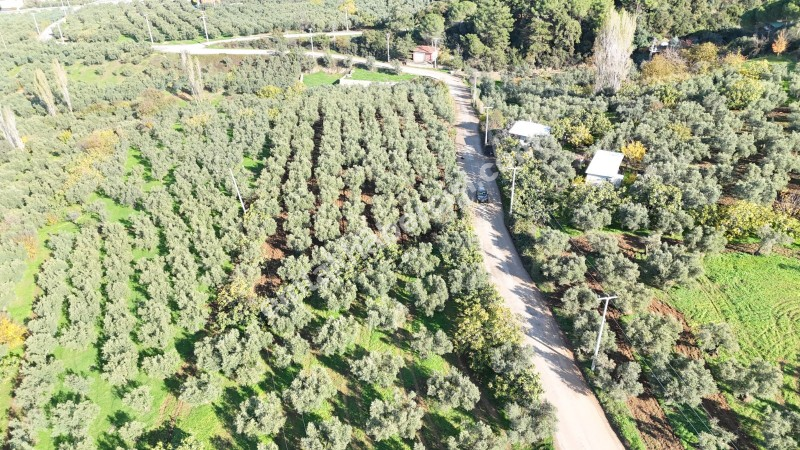 MUDANYA ALTINTAŞ 110 METRE RESMİ YOLU OLAN , DENİZ MANZARALI, BAĞ NİTELİĞİNDE, SATILIK 5.600 M2 ARAZİ