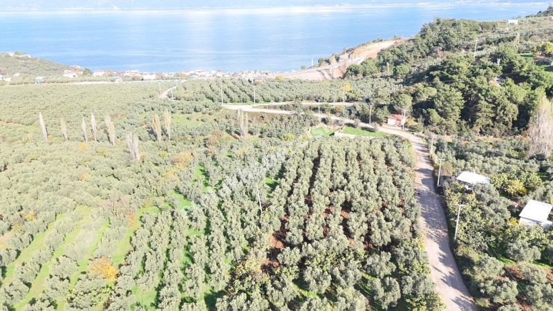 MUDANYA ALTINTAŞ 110 METRE RESMİ YOLU OLAN , DENİZ MANZARALI, BAĞ NİTELİĞİNDE, SATILIK 5.600 M2 ARAZİ