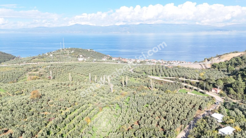 MUDANYA ALTINTAŞ 110 METRE RESMİ YOLU OLAN , DENİZ MANZARALI, BAĞ NİTELİĞİNDE, SATILIK 5.600 M2 ARAZİ