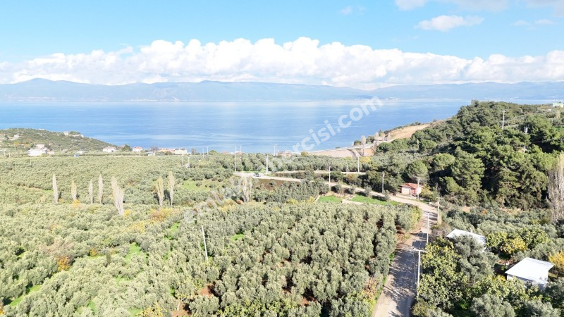 MUDANYA ALTINTAŞ 110 METRE RESMİ YOLU OLAN , DENİZ MANZARALI, BAĞ NİTELİĞİNDE, SATILIK 5.600 M2 ARAZİ