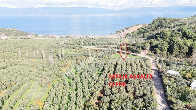 MUDANYA ALTINTAŞ 110 METRE RESMİ YOLU OLAN , DENİZ MANZARALI, BAĞ NİTELİĞİNDE, SATILIK 5.600 M2 ARAZİ