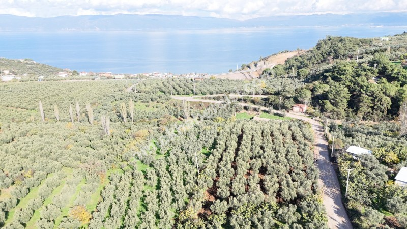 MUDANYA ALTINTAŞ 110 METRE RESMİ YOLU OLAN , DENİZ MANZARALI, BAĞ NİTELİĞİNDE, SATILIK 5.600 M2 ARAZİ