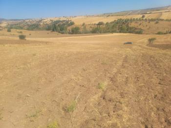 GÜVENAY - ÇORUM BÜĞET KÖYÜ SLİMKENT TOKİ ÜSTÜ SATILIK TARLA 