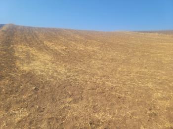 GÜVENAY - ÇORUM BÜĞET KÖYÜ SLİMKENT TOKİ ÜSTÜ SATILIK TARLA 