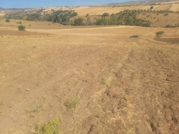 GÜVENAY - ÇORUM BÜĞET KÖYÜ SLİMKENT TOKİ ÜSTÜ SATILIK TARLA 