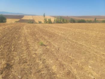 GÜVENAY - ÇORUM BÜĞET KÖYÜ SLİMKENT TOKİ ÜSTÜ SATILIK TARLA 