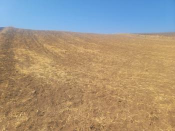 GÜVENAY - ÇORUM BÜĞET KÖYÜ SLİMKENT TOKİ ÜSTÜ SATILIK TARLA 