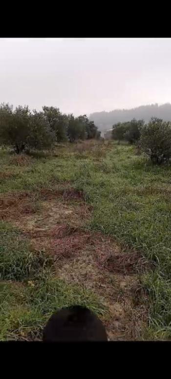 ZEYTİNLİK 19 DÖNÜM