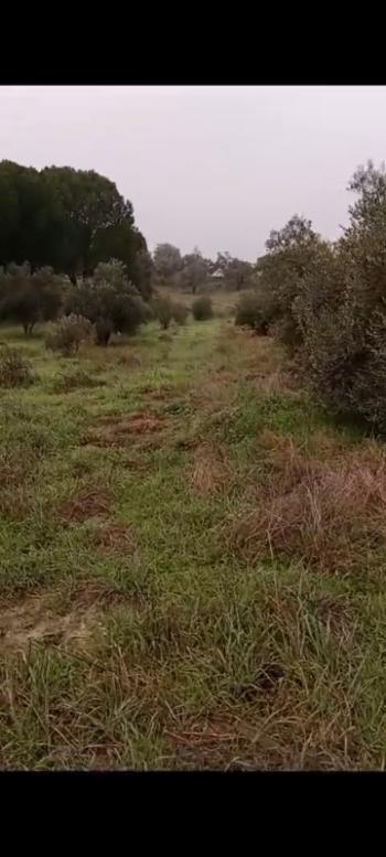 ZEYTİNLİK 19 DÖNÜM