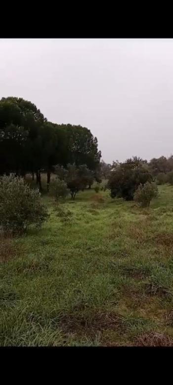 ZEYTİNLİK 19 DÖNÜM