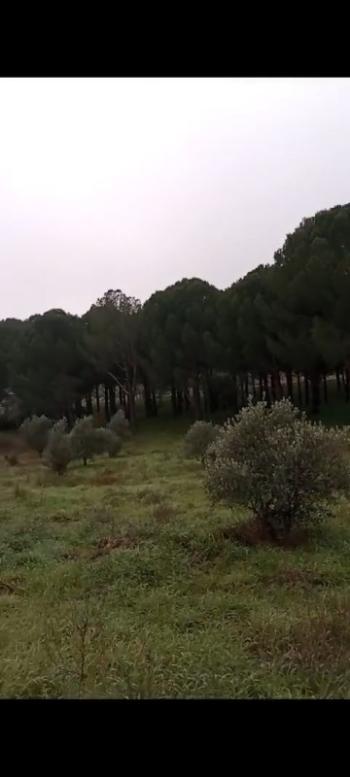 ZEYTİNLİK 19 DÖNÜM