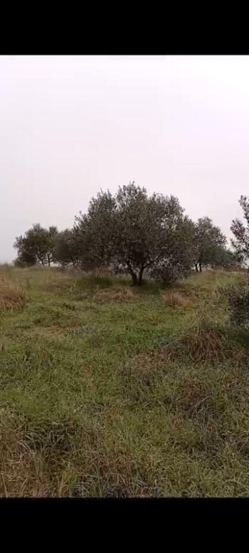 ZEYTİNLİK 19 DÖNÜM