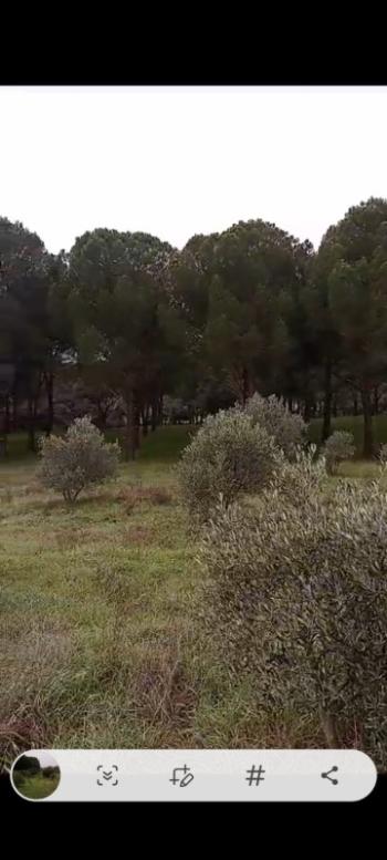 ZEYTİNLİK 19 DÖNÜM