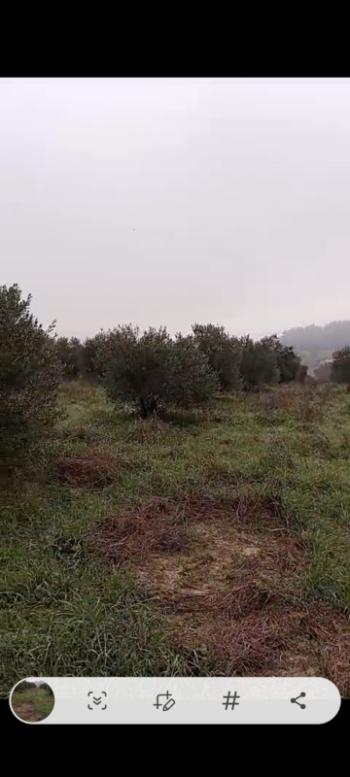 ZEYTİNLİK 19 DÖNÜM