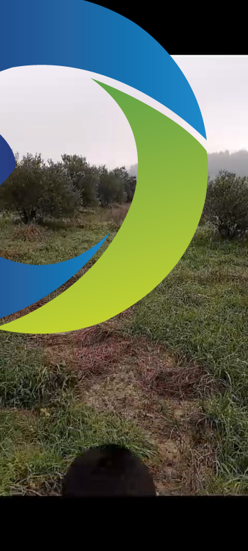 ZEYTİNLİK 19 DÖNÜM