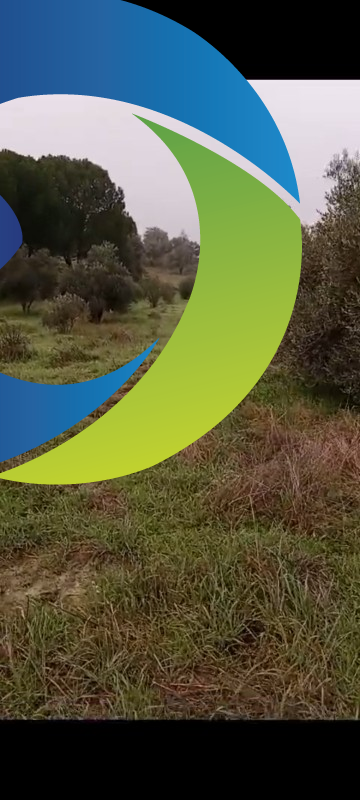 ZEYTİNLİK 19 DÖNÜM