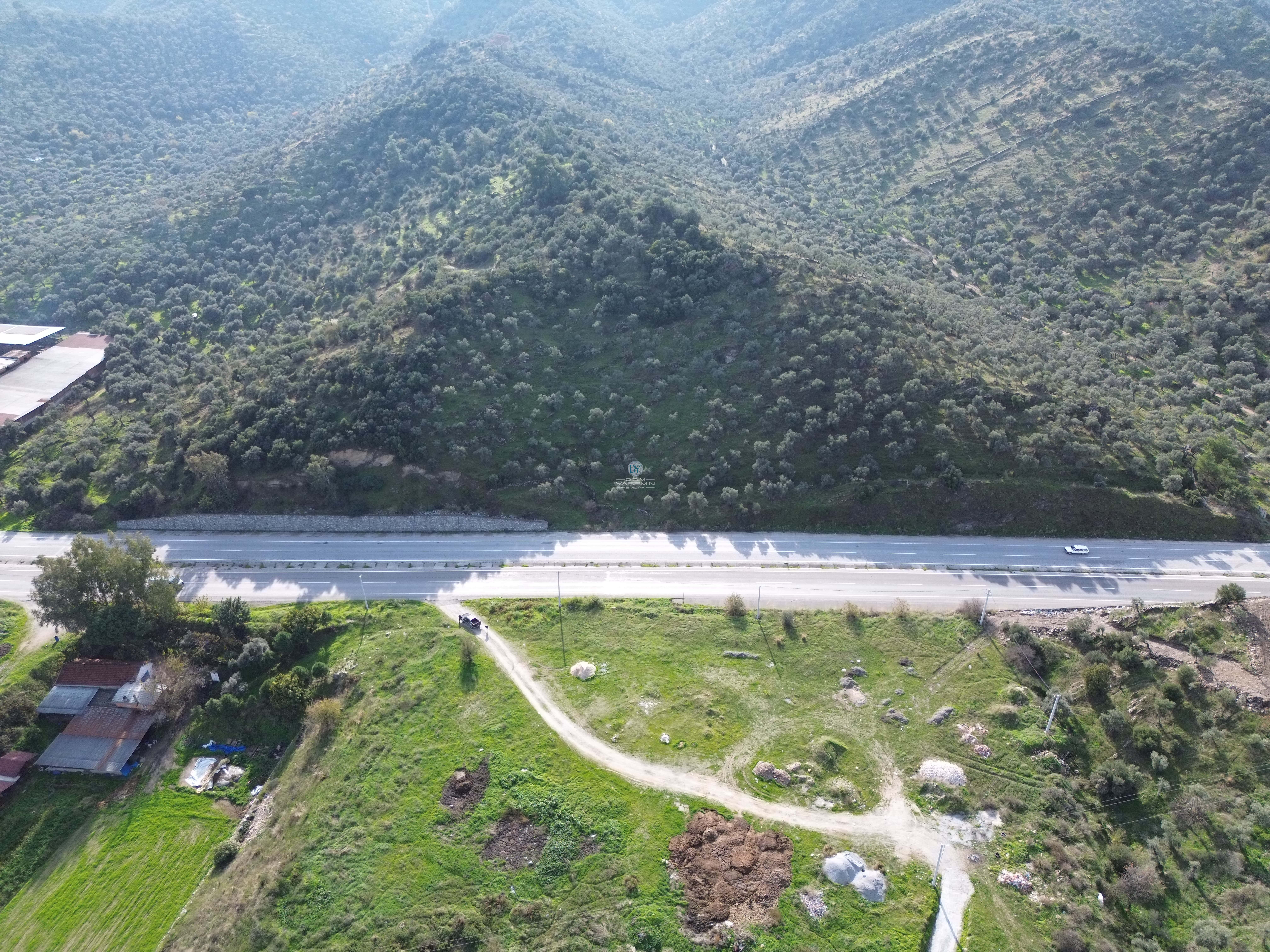 YOLA SIFIR SATILIK VERİMLİ ZEYTİNLİK