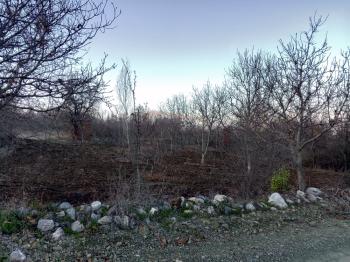 GÜVENAY - ÇORUM BOYRALI BAĞLARINDA 1526 m2 SATILIK BAĞ 