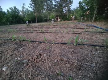 GÜVENAY - ÇORUM KALE MAH. YUKARI KAPAKLI BAĞLARINDA SATILIK BAĞ