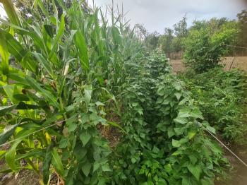 GÜVENAY - ÇORUM KALE MAH. YUKARI KAPAKLI BAĞLARINDA SATILIK BAĞ
