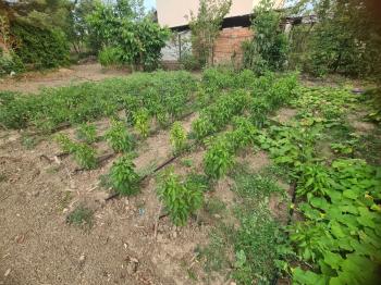 GÜVENAY - ÇORUM KALE MAH. YUKARI KAPAKLI BAĞLARINDA SATILIK BAĞ