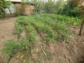 GÜVENAY - ÇORUM KALE MAH. YUKARI KAPAKLI BAĞLARINDA SATILIK BAĞ