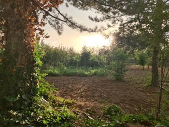 GÜVENAY - ÇORUM KALE MAH. YUKARI KAPAKLI BAĞLARINDA SATILIK BAĞ