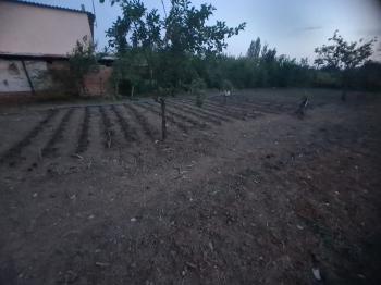 GÜVENAY - ÇORUM KALE MAH. YUKARI KAPAKLI BAĞLARINDA SATILIK BAĞ