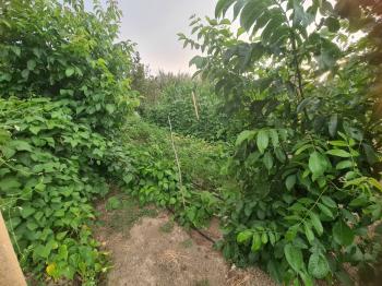 GÜVENAY - ÇORUM KALE MAH. YUKARI KAPAKLI BAĞLARINDA SATILIK BAĞ