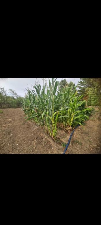 GÜVENAY - ÇORUM KALE MAH. YUKARI KAPAKLI BAĞLARINDA SATILIK BAĞ