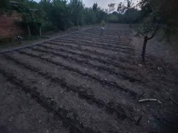 GÜVENAY - ÇORUM KALE MAH. YUKARI KAPAKLI BAĞLARINDA SATILIK BAĞ