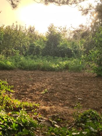 GÜVENAY - ÇORUM KALE MAH. YUKARI KAPAKLI BAĞLARINDA SATILIK BAĞ