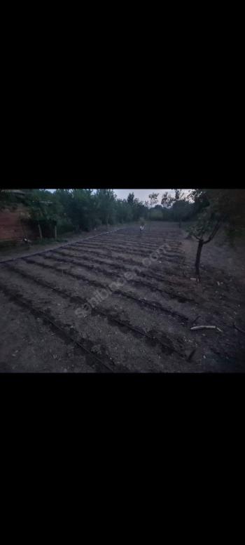 GÜVENAY - ÇORUM KALE MAH. YUKARI KAPAKLI BAĞLARINDA SATILIK BAĞ