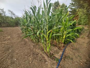 GÜVENAY - ÇORUM KALE MAH. YUKARI KAPAKLI BAĞLARINDA SATILIK BAĞ