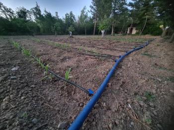GÜVENAY - ÇORUM KALE MAH. YUKARI KAPAKLI BAĞLARINDA SATILIK BAĞ